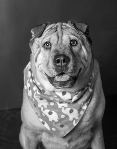 Fundraising Page: Zoey Bostwick